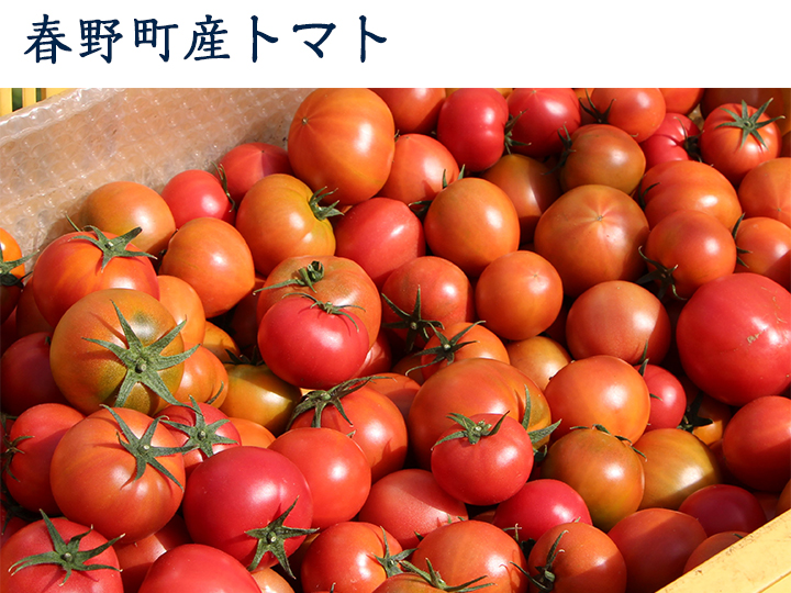 春野町産トマト
